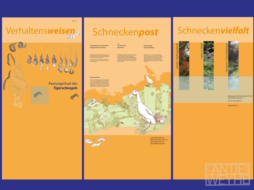 Heimische Schnecken und Schlegel, die Raubtiere unter den Schnecken